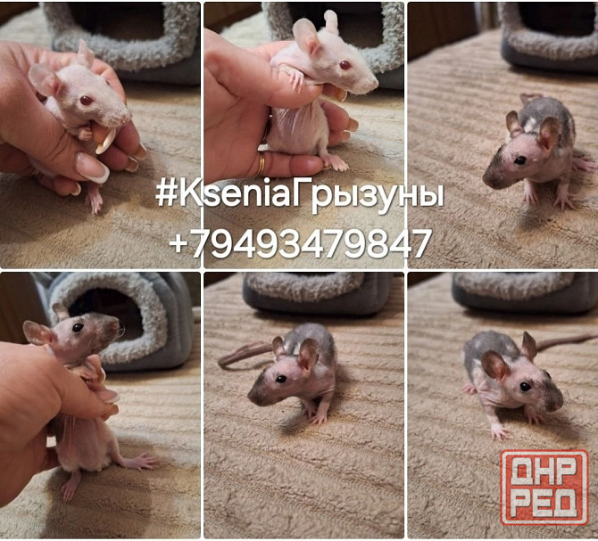 Крысята Дамбо Стандарт Донецк - изображение 6