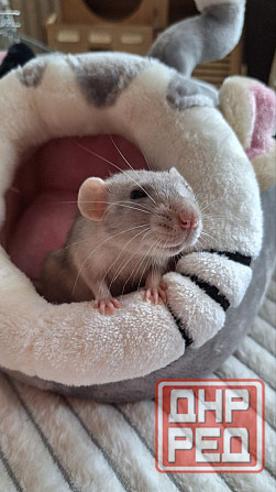 Крысята Дамбо Стандарт Донецк - изображение 1