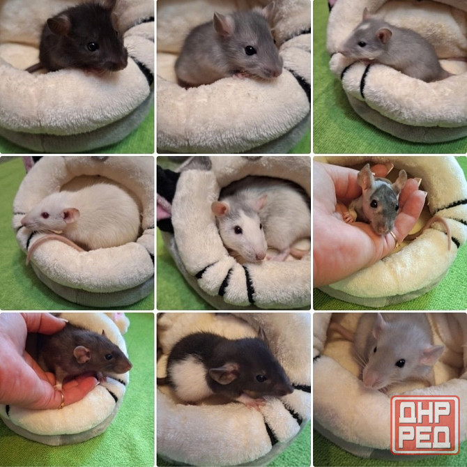 Крысята Дамбо Стандарт Донецк - изображение 5