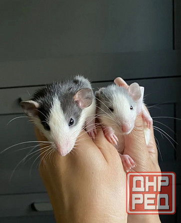 Крысята Дамбо Стандарт Донецк - изображение 7