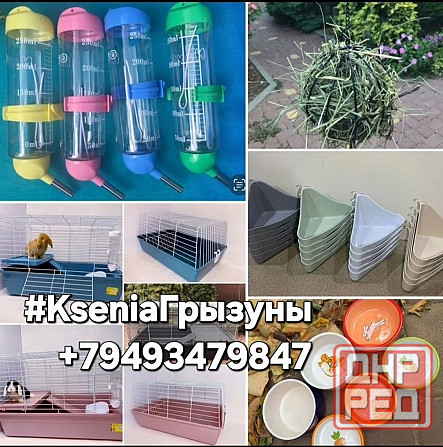 Крысята Дамбо Стандарт Донецк - изображение 4