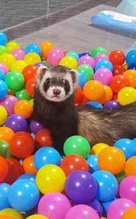 Хорек девочка 6 месяцев Донецк