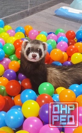 Хорек девочка 6 месяцев Донецк - изображение 1