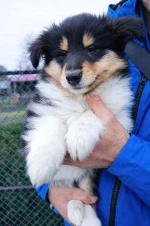 Эксклюзив! Колли щенки! Донецк