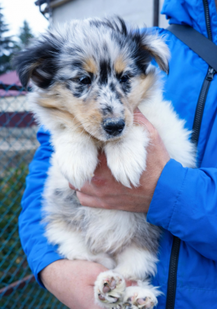 Эксклюзив! Колли щенки! Донецк