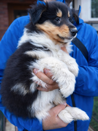 Эксклюзив! Колли щенки! Донецк