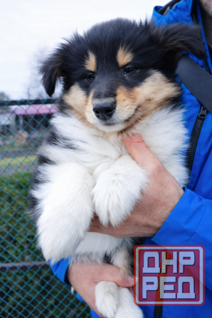 Эксклюзив! Колли щенки! Донецк - изображение 3