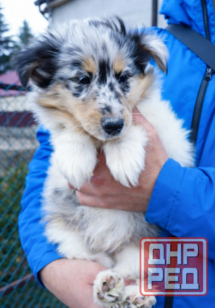 Эксклюзив! Колли щенки! Донецк - изображение 1