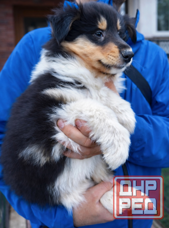 Эксклюзив! Колли щенки! Донецк - изображение 2