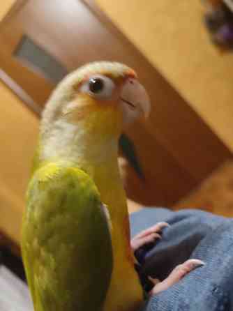 Попугай пиррура, ручные выкормыши Донецк