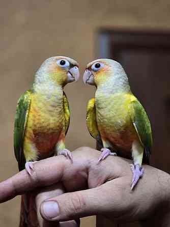 Попугай пиррура, ручные выкормыши Донецк