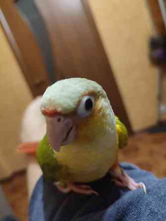 Попугай пиррура, ручные выкормыши Донецк