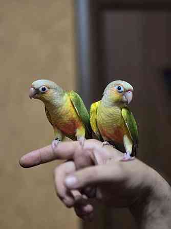 Попугай пиррура, ручные выкормыши Донецк
