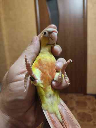 Попугай пиррура, ручные выкормыши Донецк