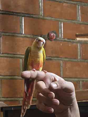 Попугай пиррура, ручные выкормыши Донецк