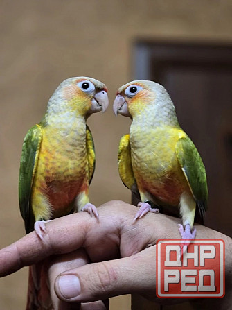 Попугай пиррура, ручные выкормыши Донецк - изображение 1