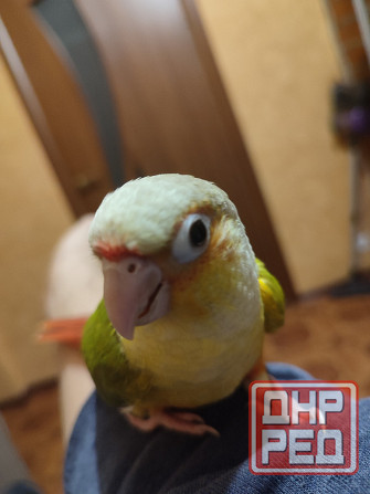 Попугай пиррура, ручные выкормыши Донецк - изображение 5