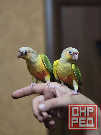 Попугай пиррура, ручные выкормыши Донецк - изображение 3