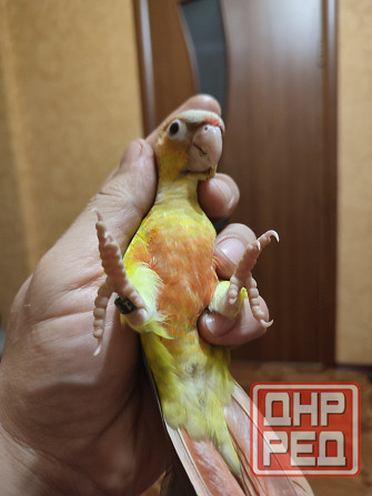 Попугай пиррура, ручные выкормыши Донецк - изображение 6