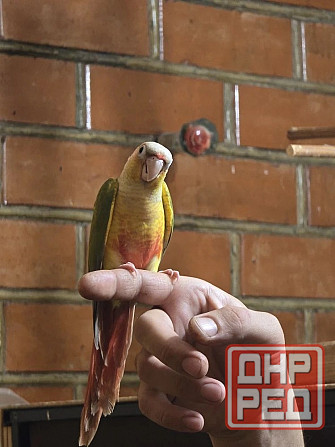 Попугай пиррура, ручные выкормыши Донецк - изображение 2