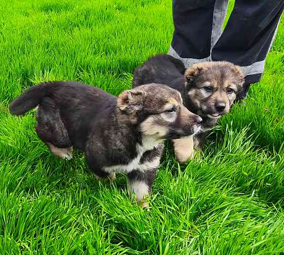 Среднеазиатская овчарка, Алабай щенки Донецк
