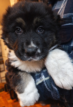 Среднеазиатская овчарка, Алабай щенки Донецк