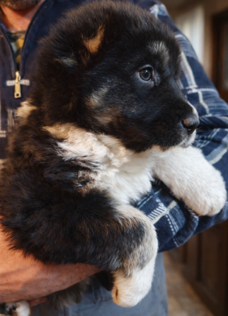 Среднеазиатская овчарка, Алабай щенки Донецк
