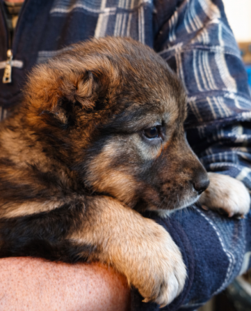 Среднеазиатская овчарка, Алабай щенки Донецк