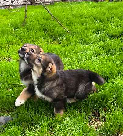 Среднеазиатская овчарка, Алабай щенки Донецк