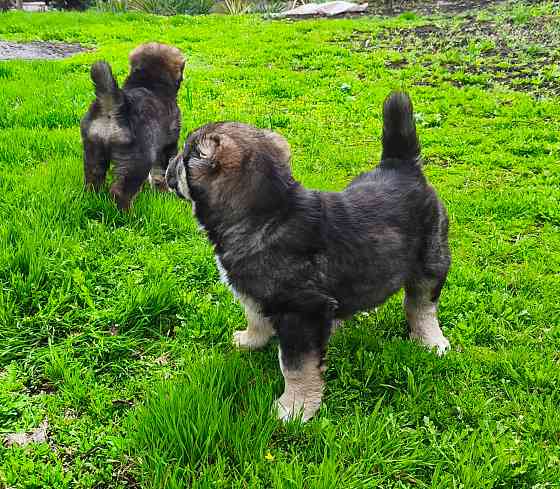 Среднеазиатская овчарка, Алабай щенки Донецк