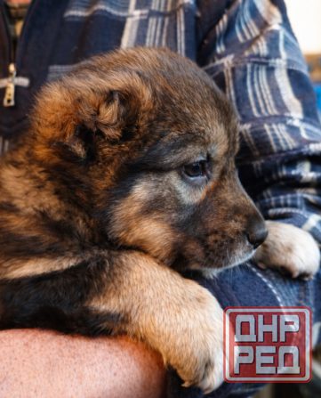 Среднеазиатская овчарка, Алабай щенки Донецк - изображение 3