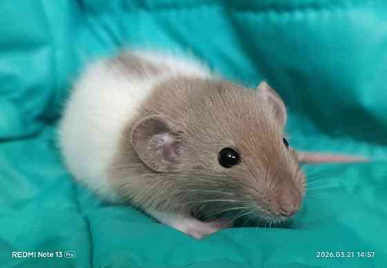 Ручные Малыши крысята Дамбо, стандарт, Рекс Донецк