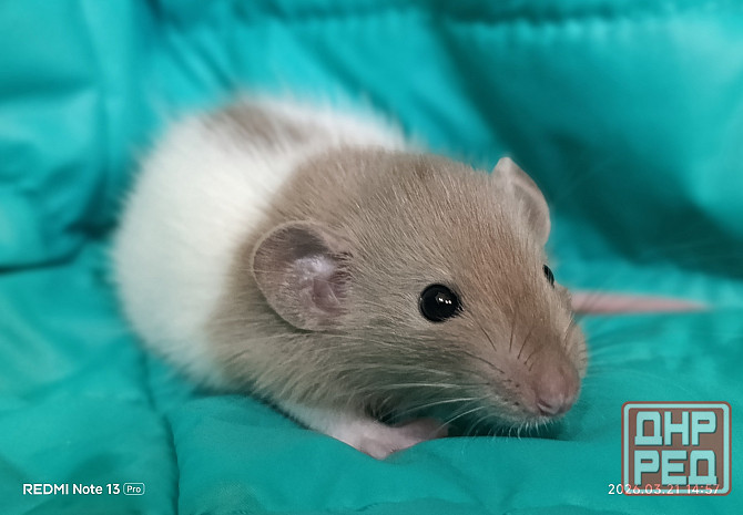 Ручные Малыши крысята Дамбо, стандарт, Рекс Донецк - изображение 1