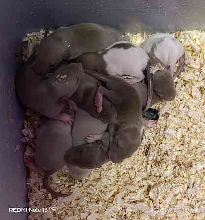 Эксклюзивные коричневые Дамбо Донецк