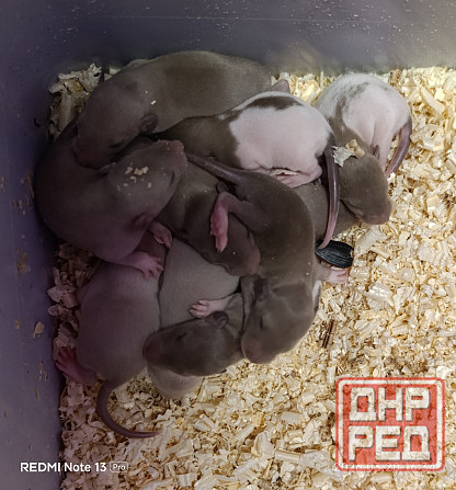 Эксклюзивные коричневые Дамбо Донецк - изображение 1