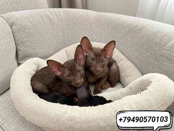 Ориентальные котята в редком окрасе Гавана и Эбони Донецк