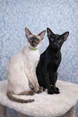 Ориентальные котята в редком окрасе Гавана и Эбони Донецк