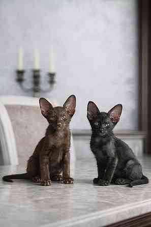 Ориентальные котята в редком окрасе Гавана и Эбони Донецк