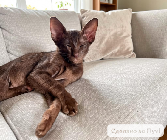 Ориентальные котята в редком окрасе Гавана и Эбони Донецк