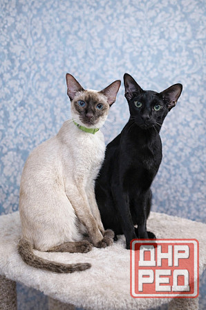 Ориентальные котята в редком окрасе Гавана и Эбони Донецк - изображение 4