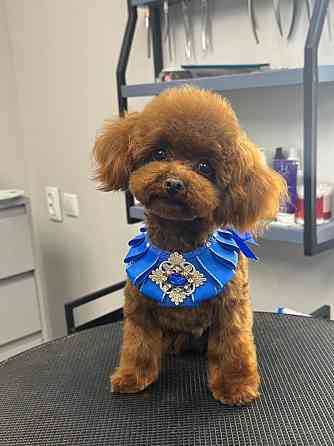 Щенок кобель той пудель красный Китай Донецк