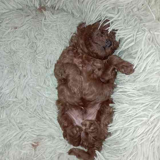 Щенок кобель той пудель красный Китай Донецк