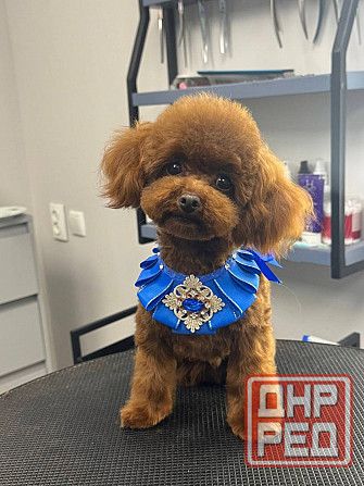 Щенок кобель той пудель красный Китай Донецк - изображение 1