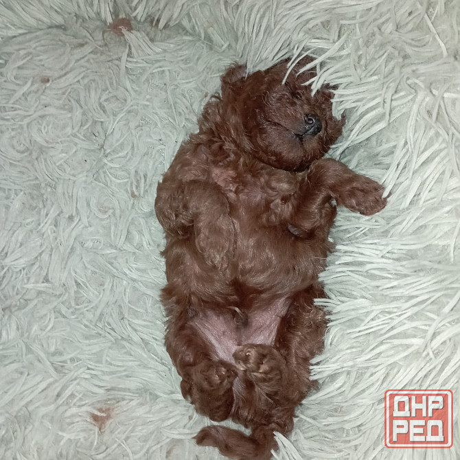 Щенок кобель той пудель красный Китай Донецк - изображение 3