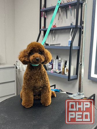 Щенок кобель той пудель красный Китай Донецк - изображение 2