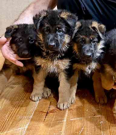 Щенки -красавцы чистопородные немецкой овчарки Донецк