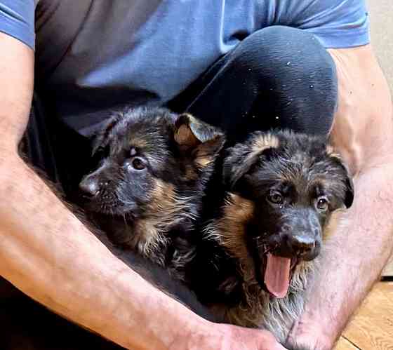 Щенки -красавцы чистопородные немецкой овчарки Донецк