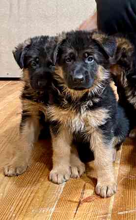 Щенки -красавцы чистопородные немецкой овчарки Донецк