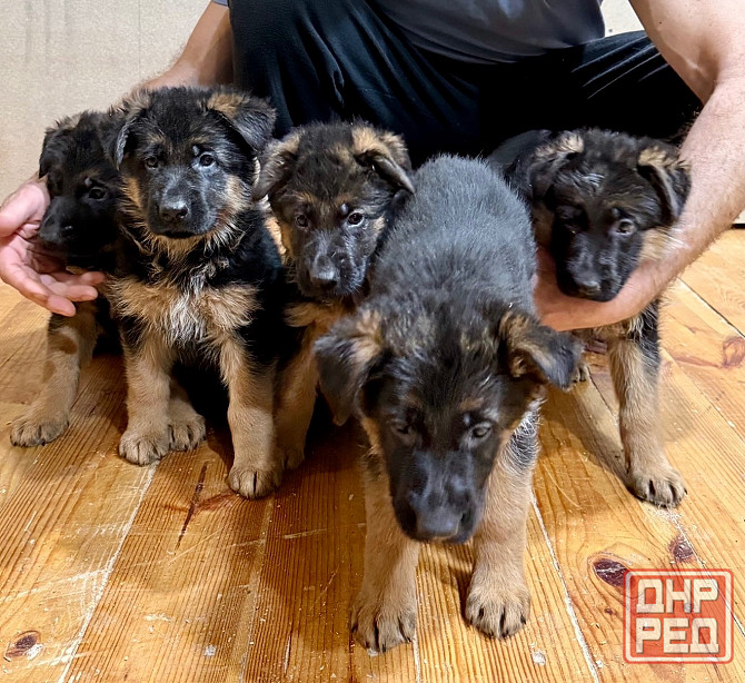 Щенки -красавцы чистопородные немецкой овчарки Донецк - изображение 5