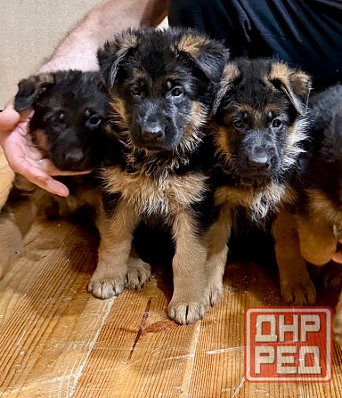 Щенки -красавцы чистопородные немецкой овчарки Донецк - изображение 4